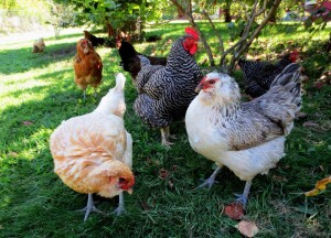 group-of-chickens