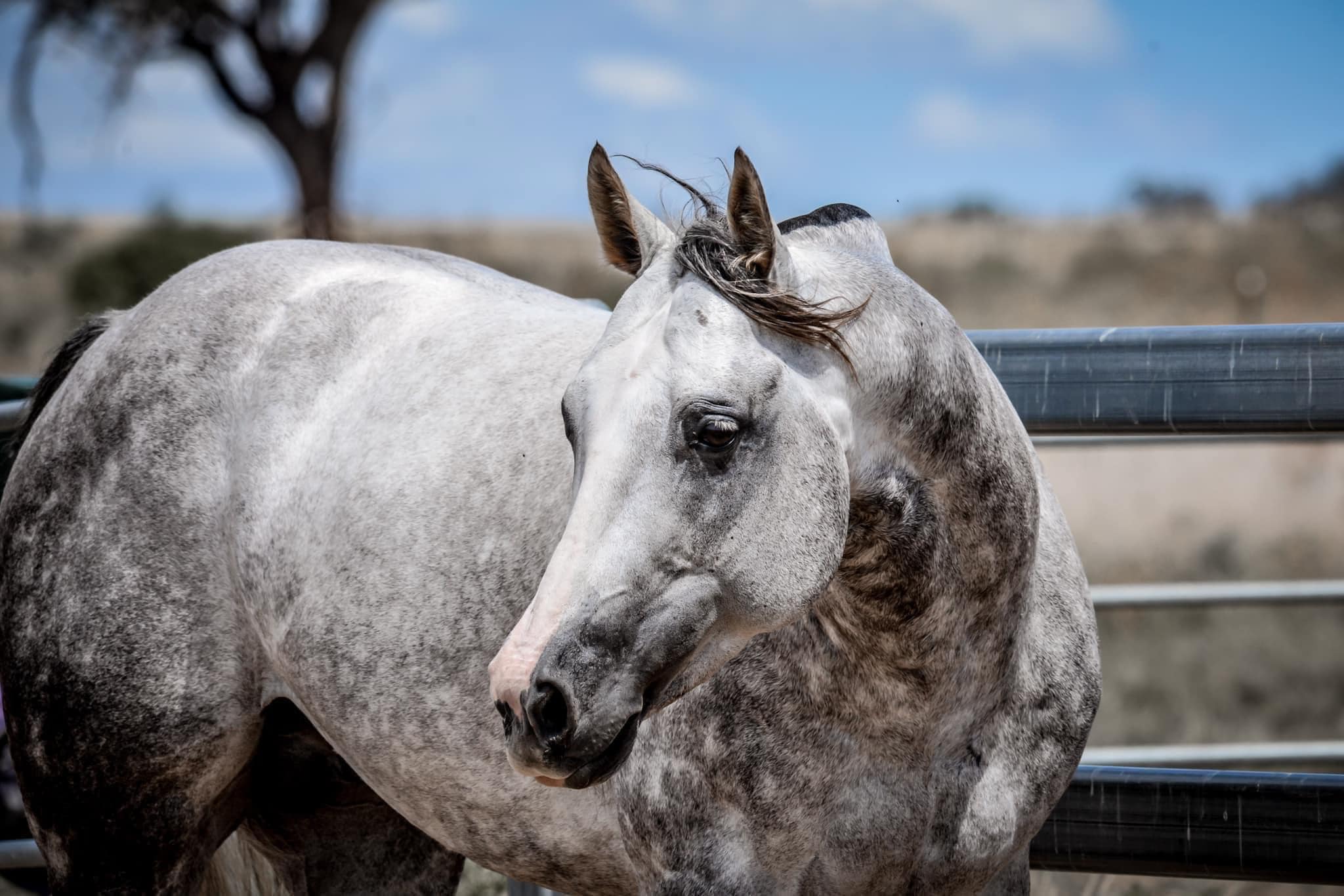 Horses McDougall and Sons Pty Ltd